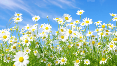 Wallpaper:8pp2rosatna= Daisy