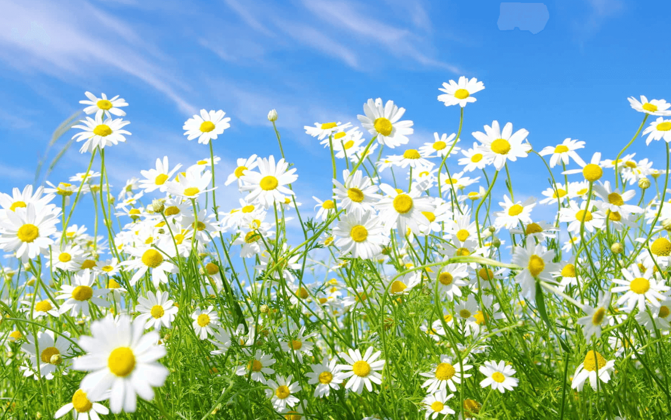 Wallpaper:8pp2rosatna= Daisy