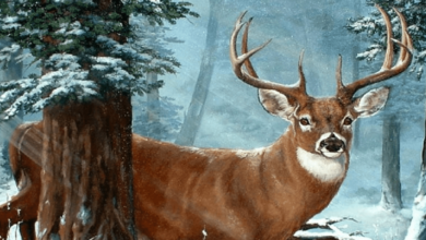 Wallpaper:0djzryvnjxu= Big Bucks