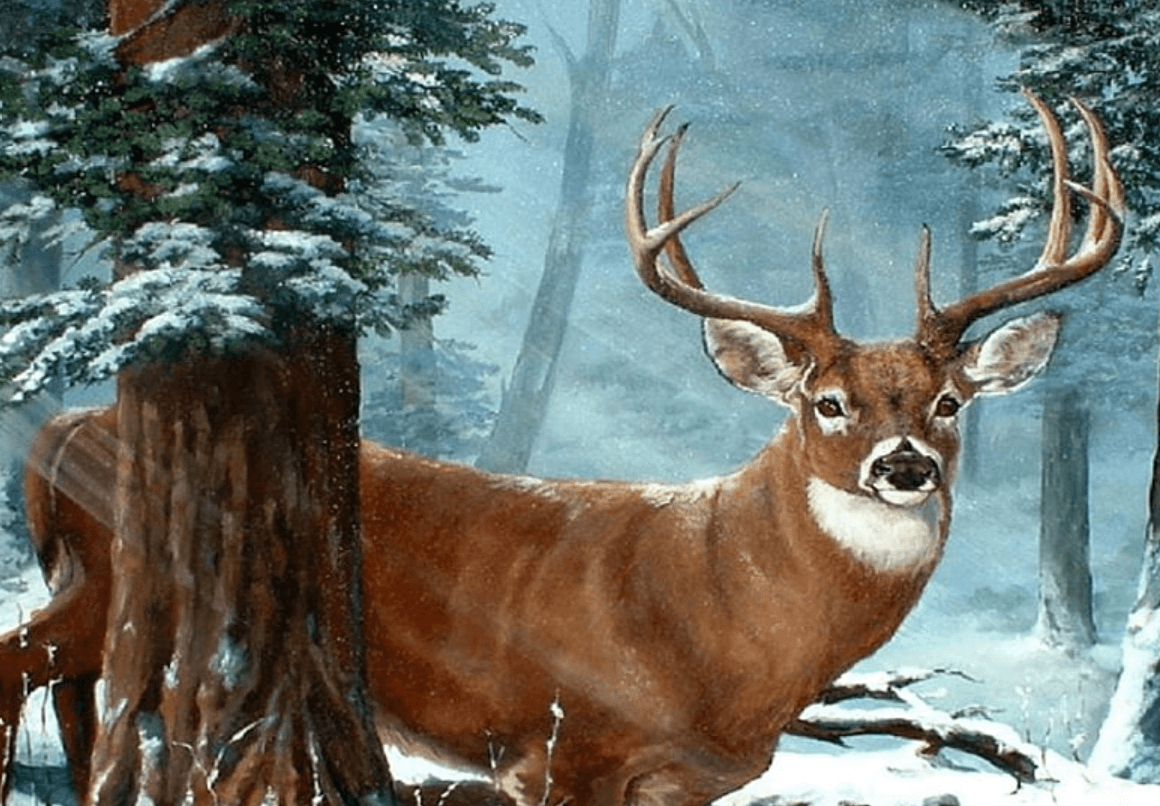Wallpaper:0djzryvnjxu= Big Bucks