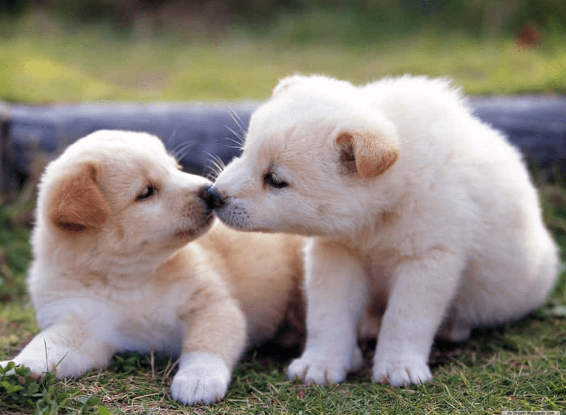 Wallpaper:7c7u67zitgq= Baby Animals