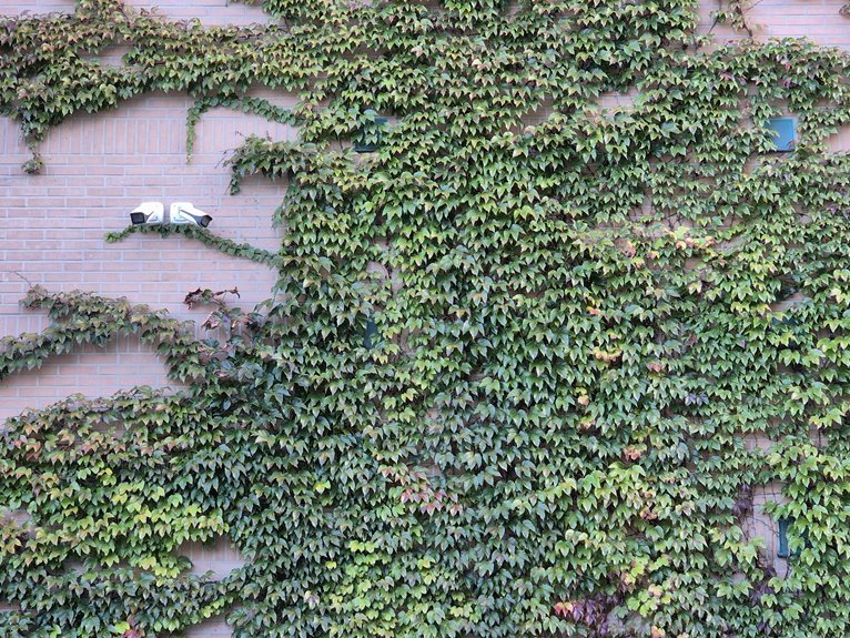 cyber infrastructure contact numbers